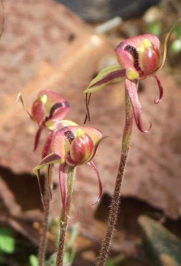 Chiloglottis formicifera Ant  Orchid 003.JPG